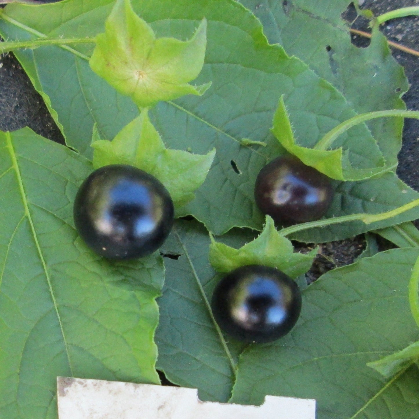 Jaltomato berry - Organic - Greta's Family Gardens