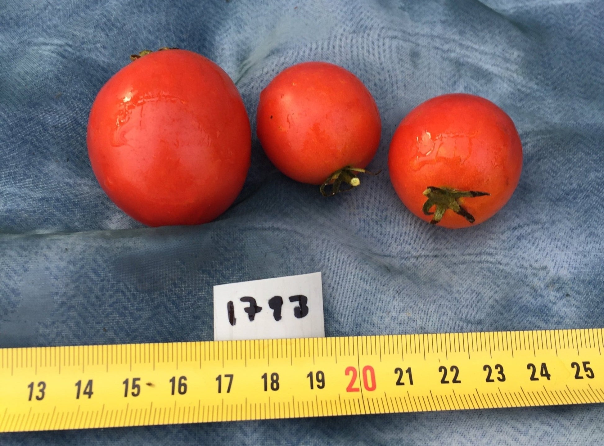 Japanese Dwarf Tomato - Greta's Family Gardens