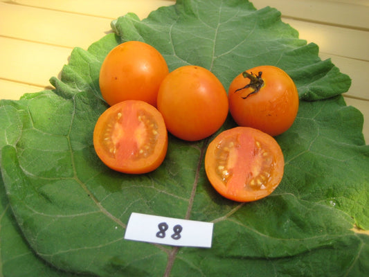 Jaune Flamme Tomato - Organic - Greta's Family Gardens