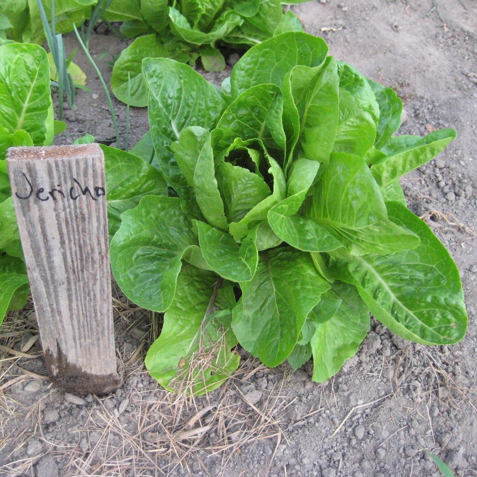 Jericho Romaine Lettuce - Greta's Family Gardens