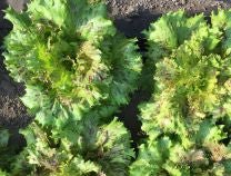 Jester Lettuce - Greta's Family Gardens