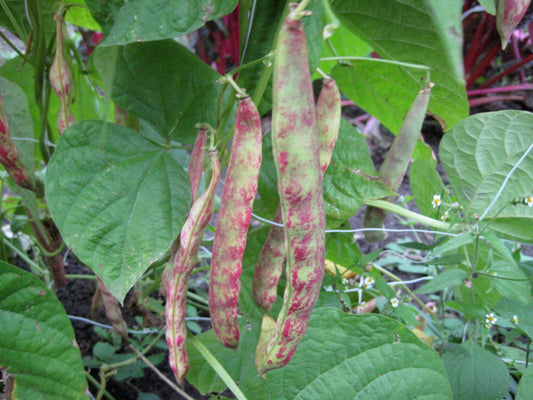 Jimenez Pole beans - Greta's Family Gardens