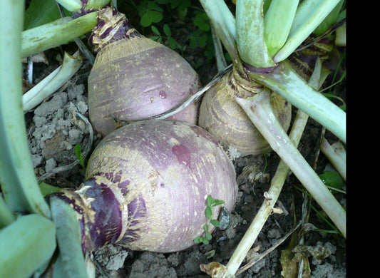 Joan Rutabaga - Organic - Greta's Family Gardens