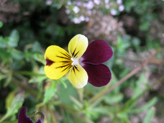 Johnny - jump - up violet flower - Greta's Family Gardens