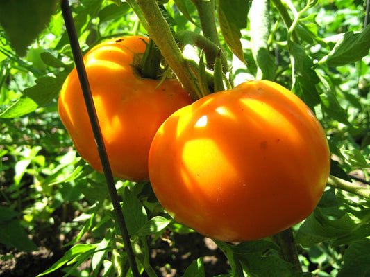 Jubilee Tomato - Organic - Greta's Family Gardens