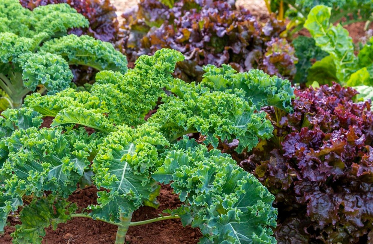 Kale Mix - Organic - Greta's Family Gardens