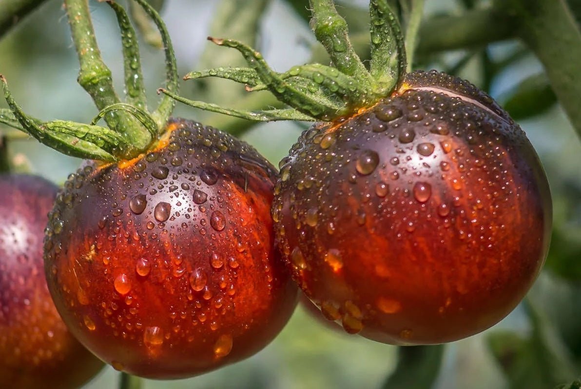 Kaleidoscopic Jewel Tomato - Greta's Family Gardens