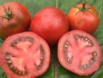 Kangaroo Paw Brown Tomato - Organic - Greta's Family Gardens