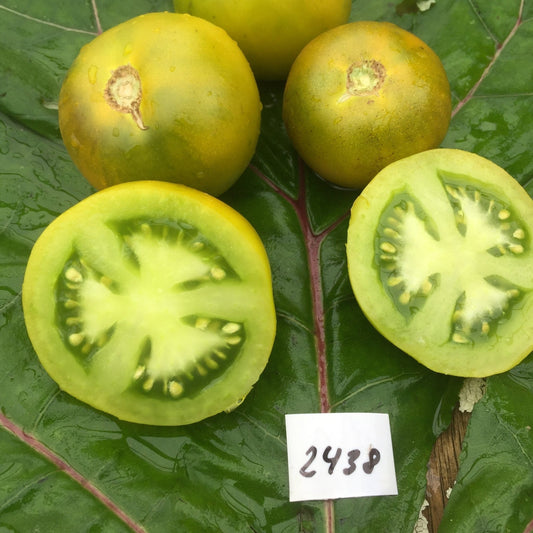 Kangaroo Paw Green Tomato - Organic - Greta's Family Gardens