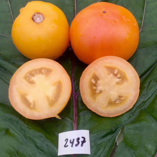 Kangaroo Paw Yellow Tomato - Organic - Greta's Family Gardens