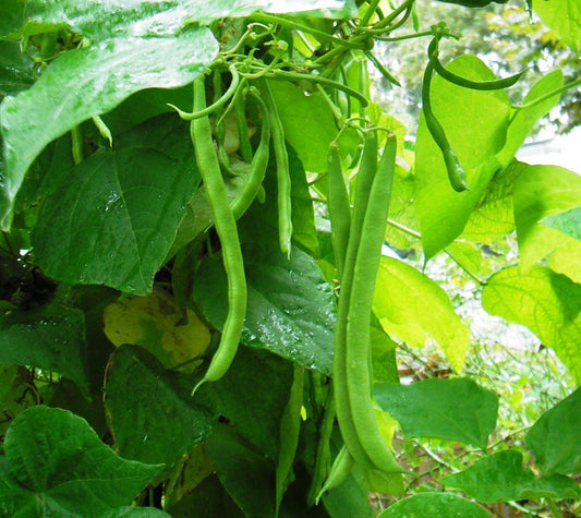 Kentucky Wonder Green Beans - Greta's Family Gardens