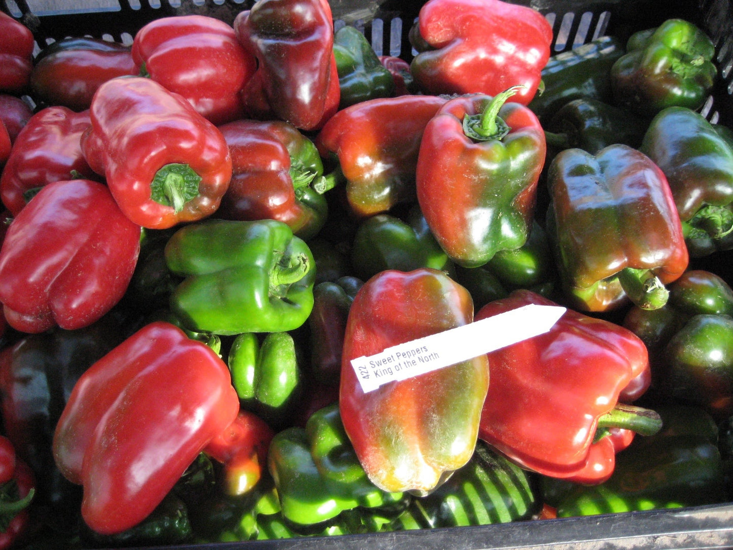 King of the North Pepper - Greta's Family Gardens