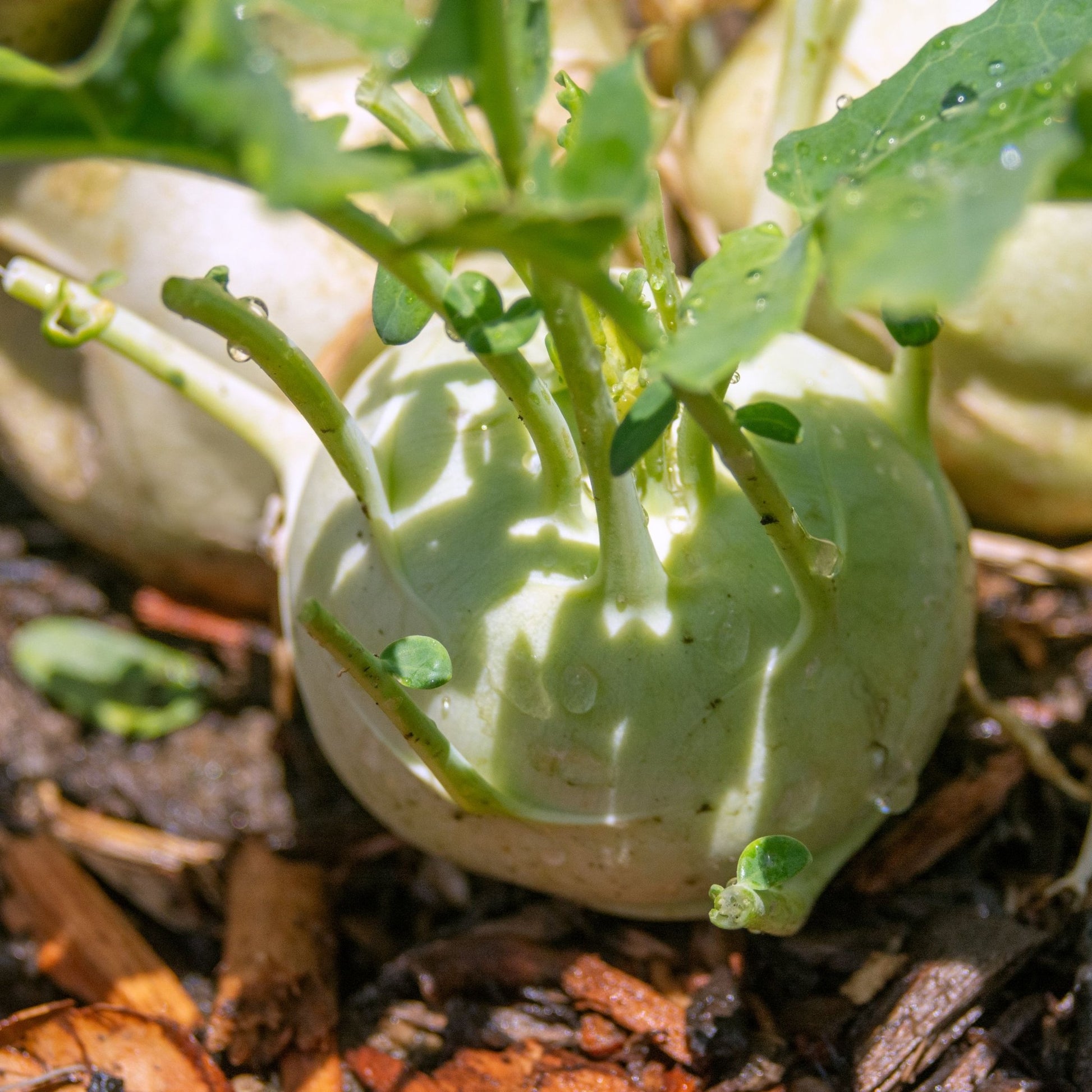 Kohlrabi Vienna - Greta's Family Gardens