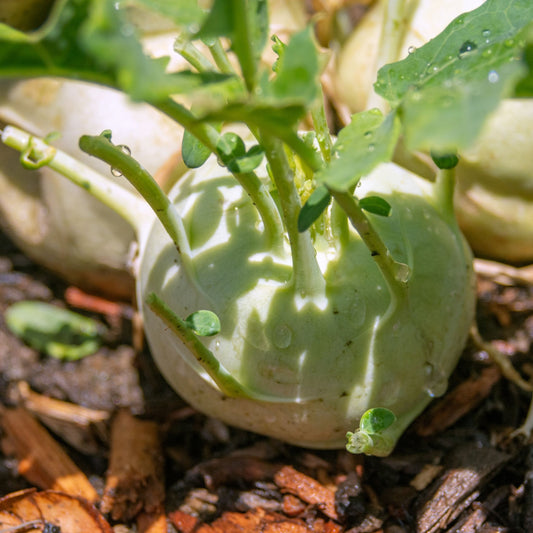 Kohlrabi Vienna - Greta's Family Gardens