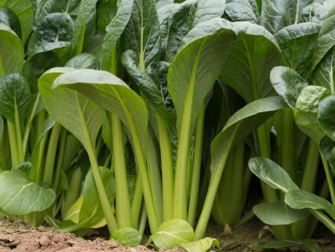 Komatsuna Mustard Greens - Greta's Family Gardens