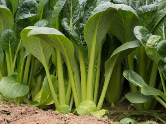 Komatsuna Mustard Greens - Greta's Family Gardens