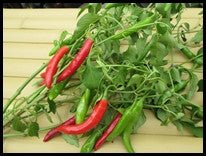 Korean Kim - Chi Hot Pepper - Greta's Family Gardens