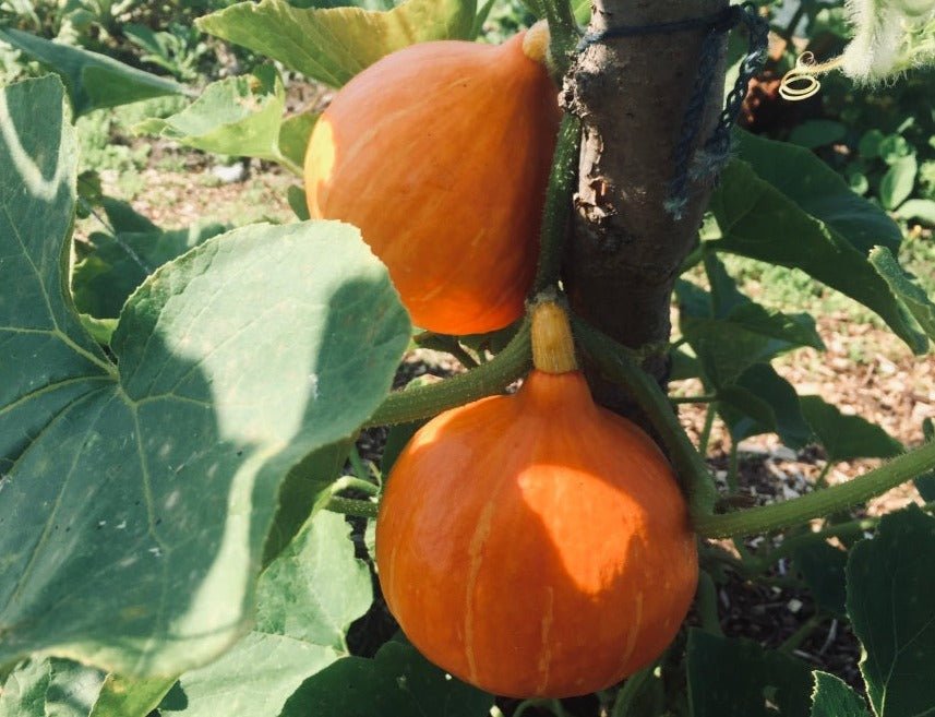 Kuri Squash - Organic - Greta's Family Gardens