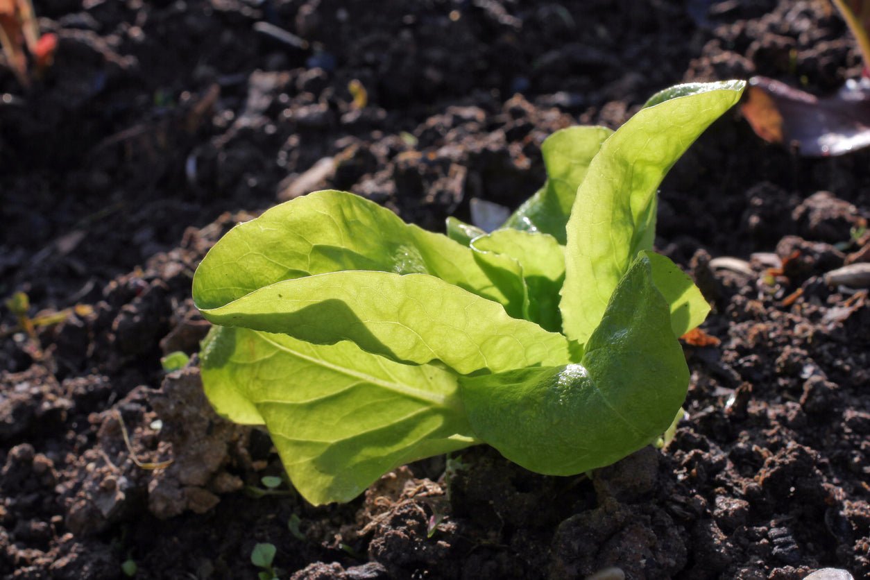 Kweik Lettuce - Organic - Greta's Family Gardens