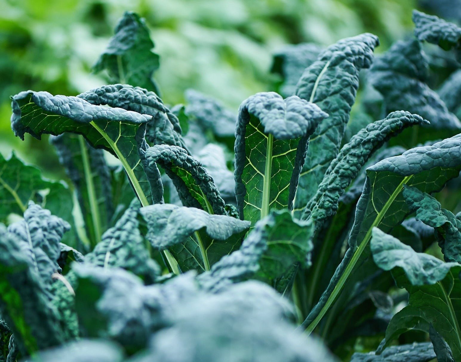 Lacinato Blue Kale - Organic - Greta's Family Gardens