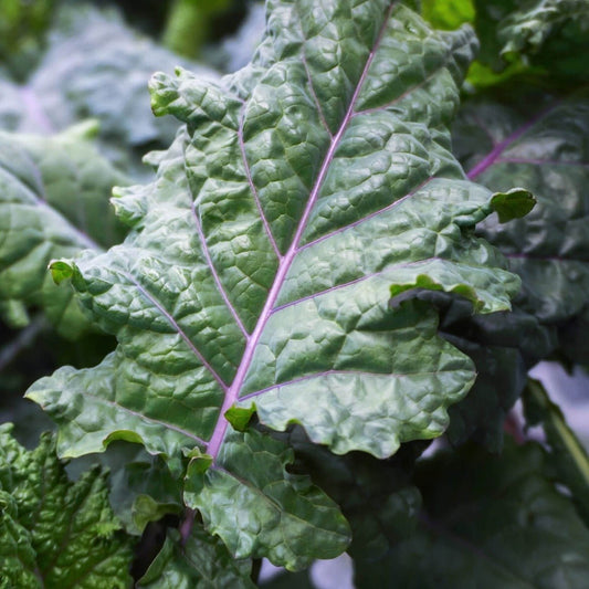 Lacinato Rainbow Kale - Organic - Greta's Family Gardens