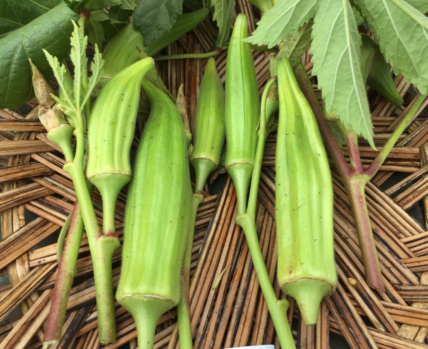 Lady's Finger Okra - Greta's Family Gardens