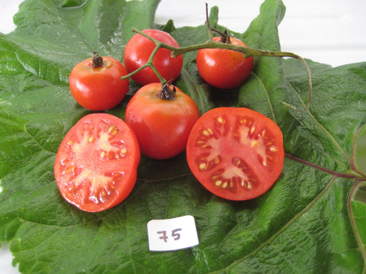 Latah Tomato - Organic - Greta's Family Gardens