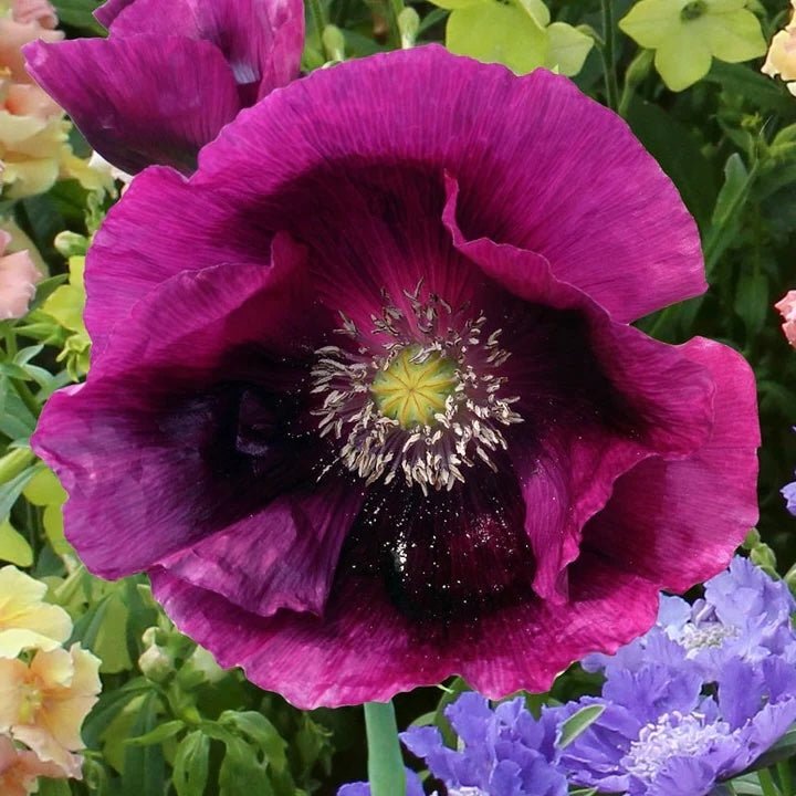 Lauren's Poppy - Greta's Family Gardens