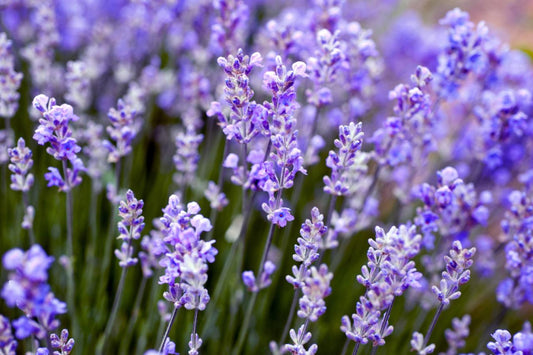 Lavender - Greta's Family Gardens