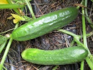 Lebanese Cucumber - Organic - Greta's Family Gardens