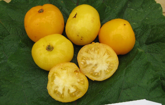 Lemon Boy Tomato - Organic - Greta's Family Gardens