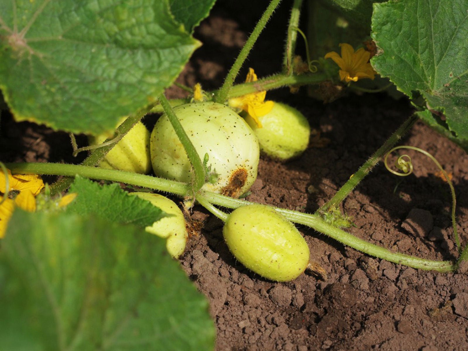 Lemon Cucumber - Organic - Greta's Family Gardens