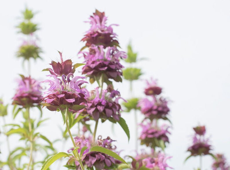 Lemon Mint - Greta's Family Gardens