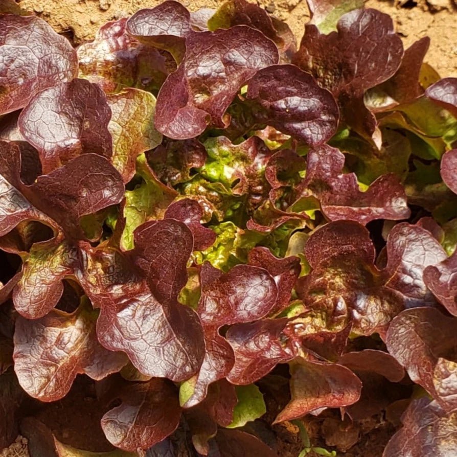 Lettuce Antares - Organic - Greta's Family Gardens