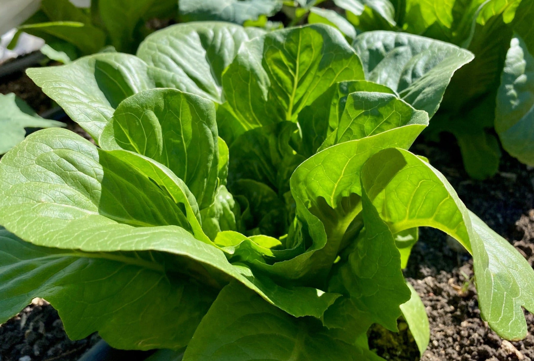 Lettuce Dark Green Romaine - Organic - Greta's Family Gardens