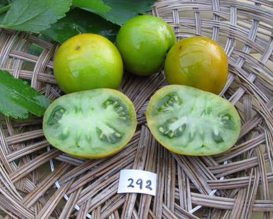 Lime Green Salad Tomato - Organic - Greta's Family Gardens