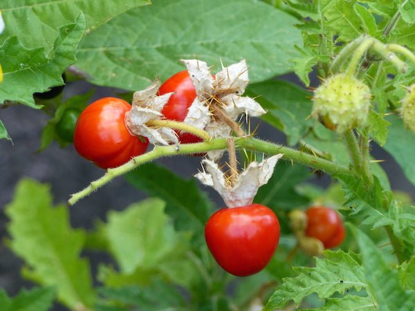 Litchi Tomato - Organic - Greta's Family Gardens