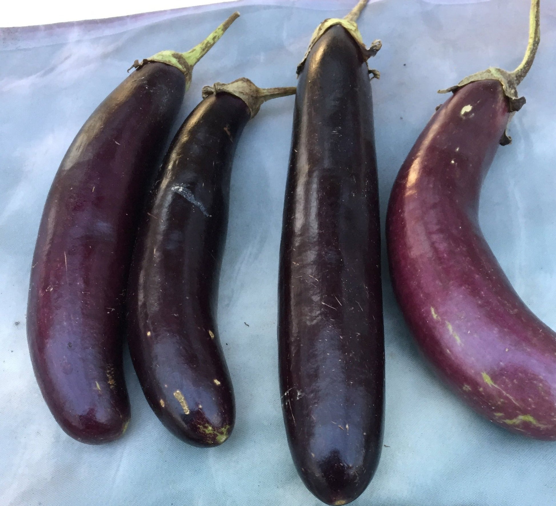 Little Finger Eggplant - Organic - Greta's Family Gardens