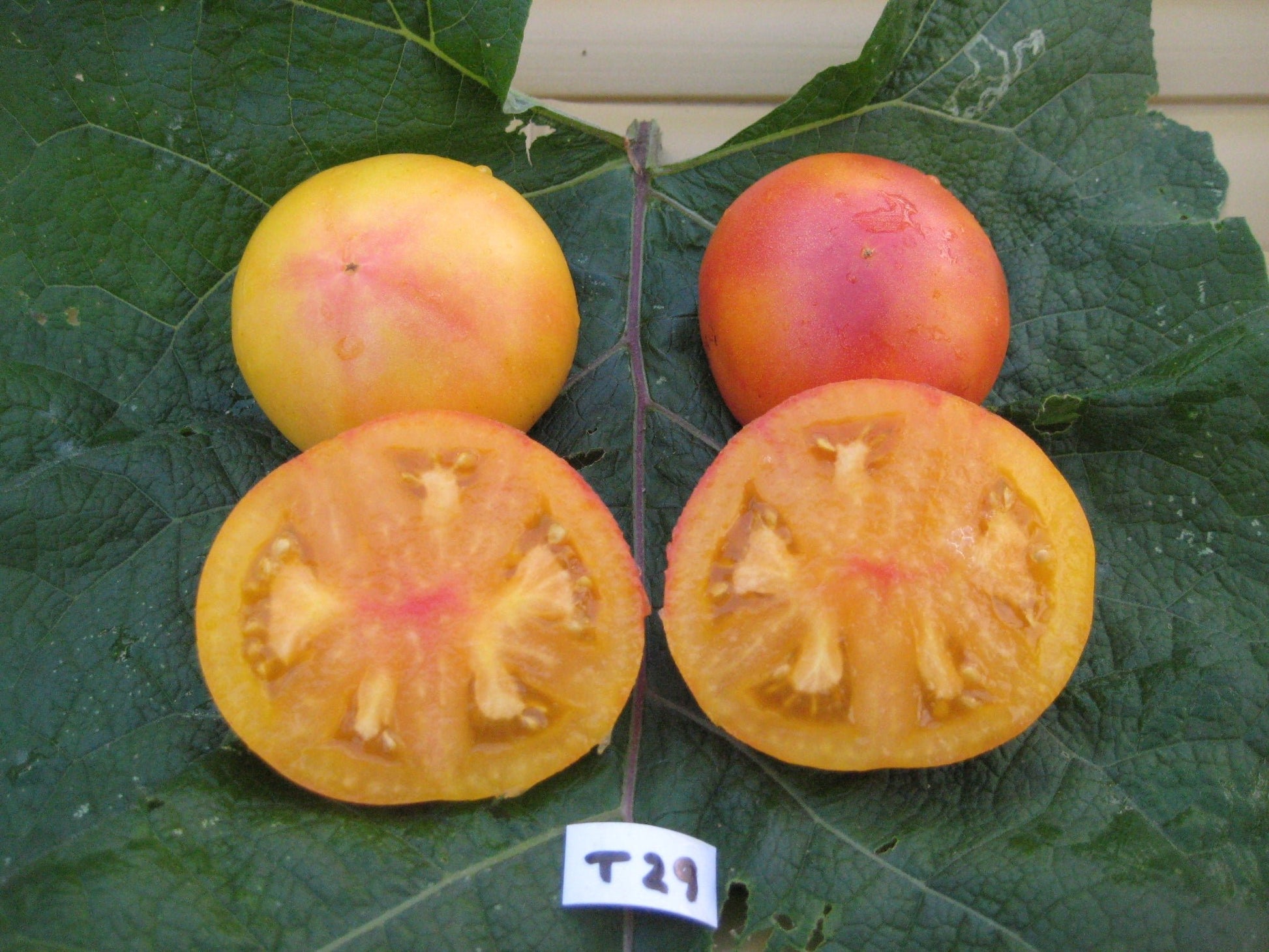 Little Lucky Tomato - Greta's Family Gardens