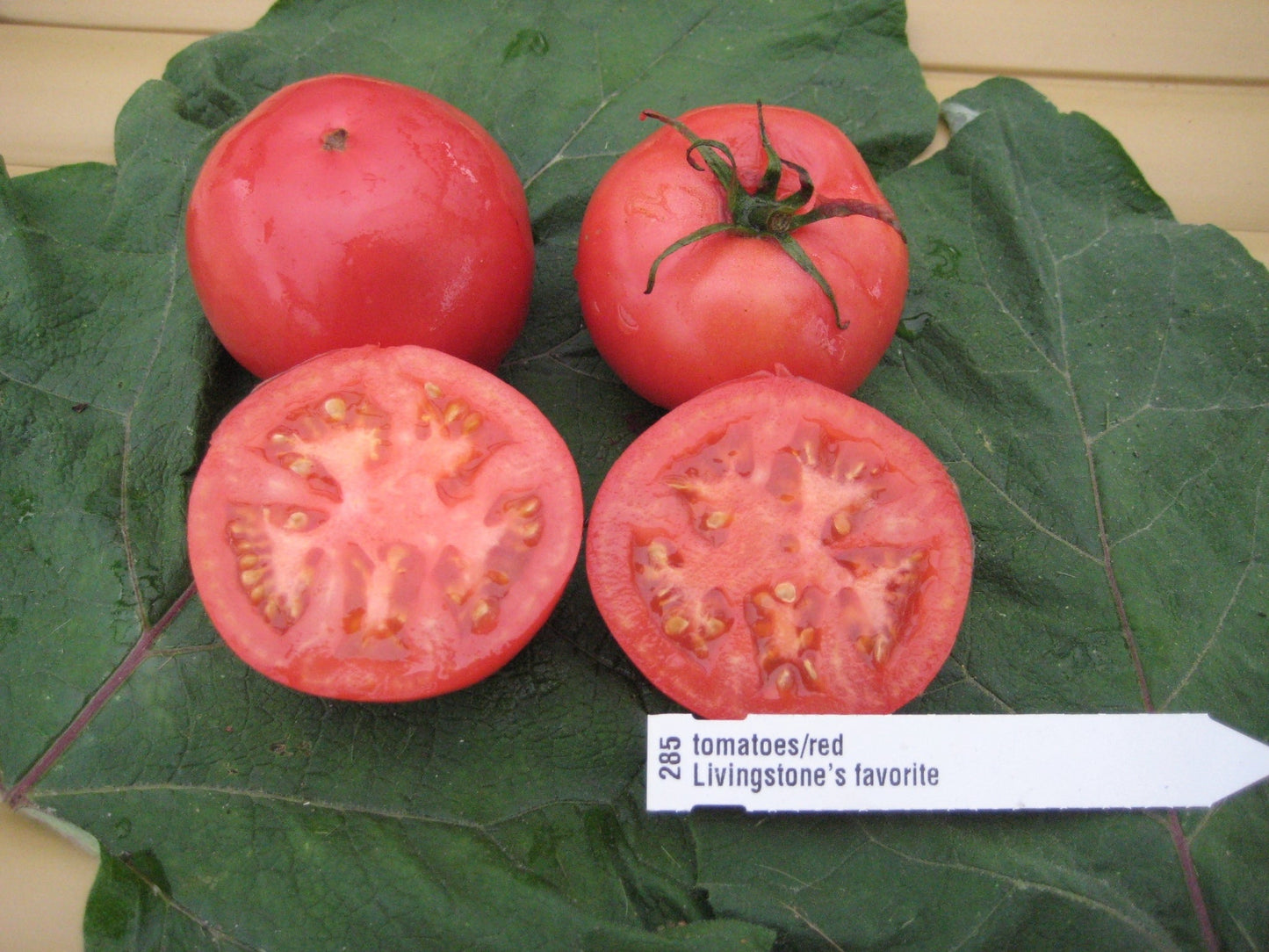 Livingston's Favorite Tomato - Organic - Greta's Family Gardens