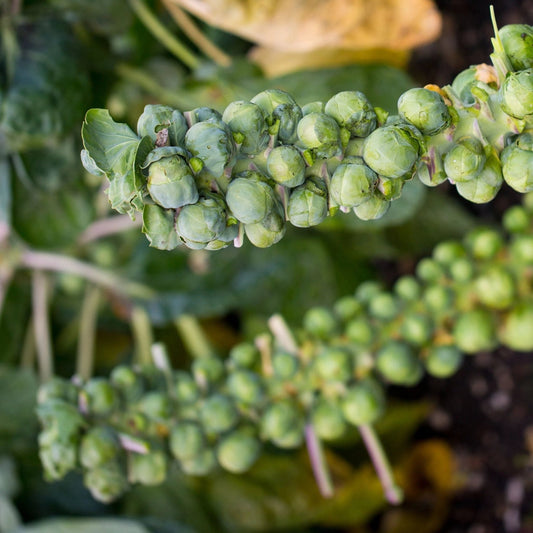 Long Island Improved Brusselsprouts - Greta's Family Gardens