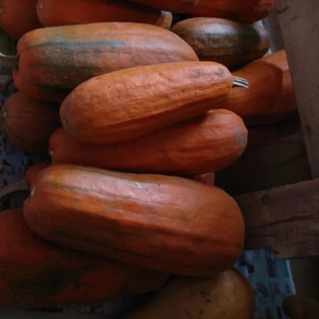 Long Pie Pumpkin - Organic - Greta's Family Gardens