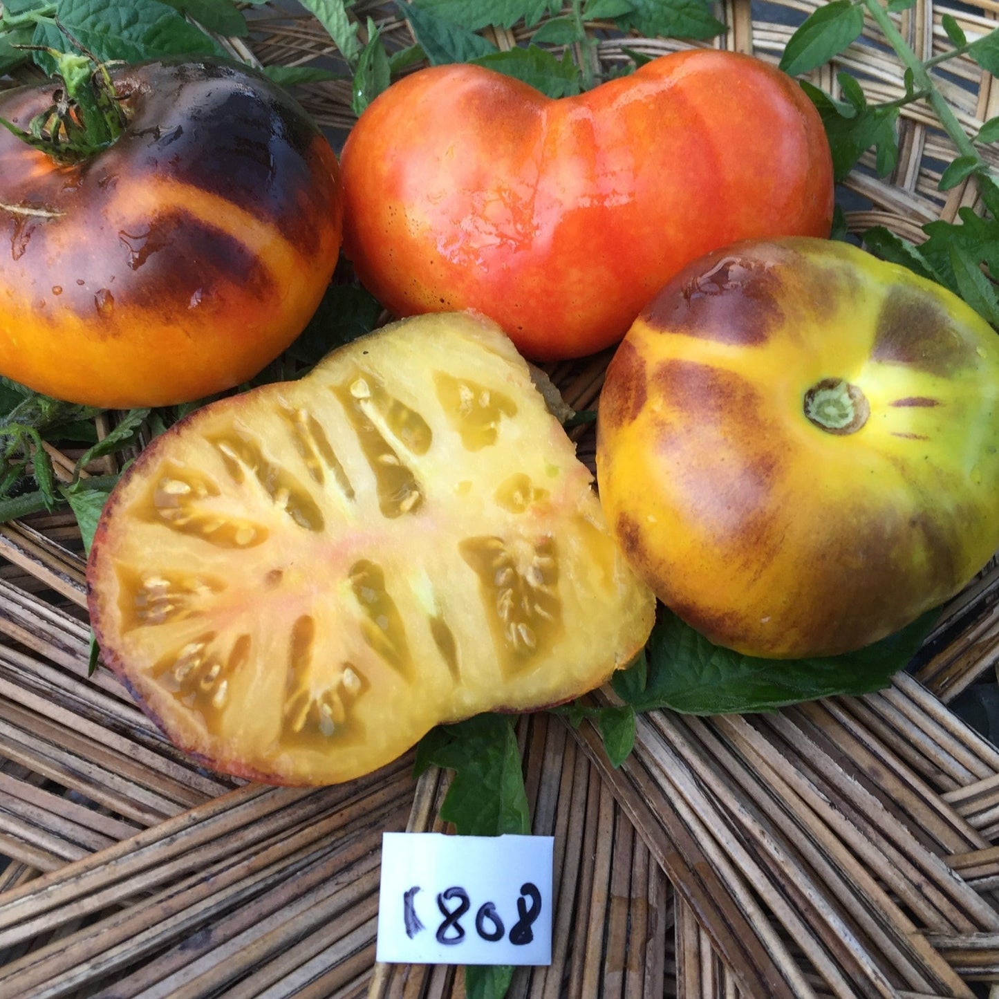 Lucid Gem Tomato - Organic - Greta's Family Gardens