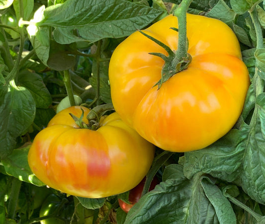 Lucky Cross Tomato - Organic - Greta's Family Gardens