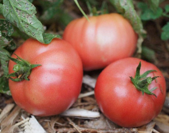 Mac Pink Tomato - Organic - Greta's Family Gardens