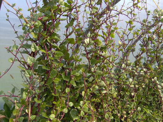 Malabar Spinach Rubra - Greta's Family Gardens