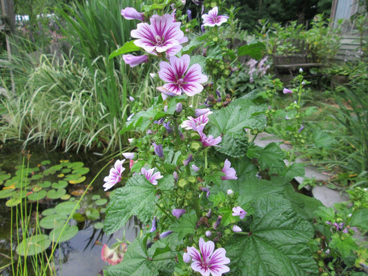 Malva Zebrina flower - Organic - Greta's Family Gardens