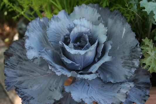 Mammoth Rock Cabbage - Greta's Family Gardens