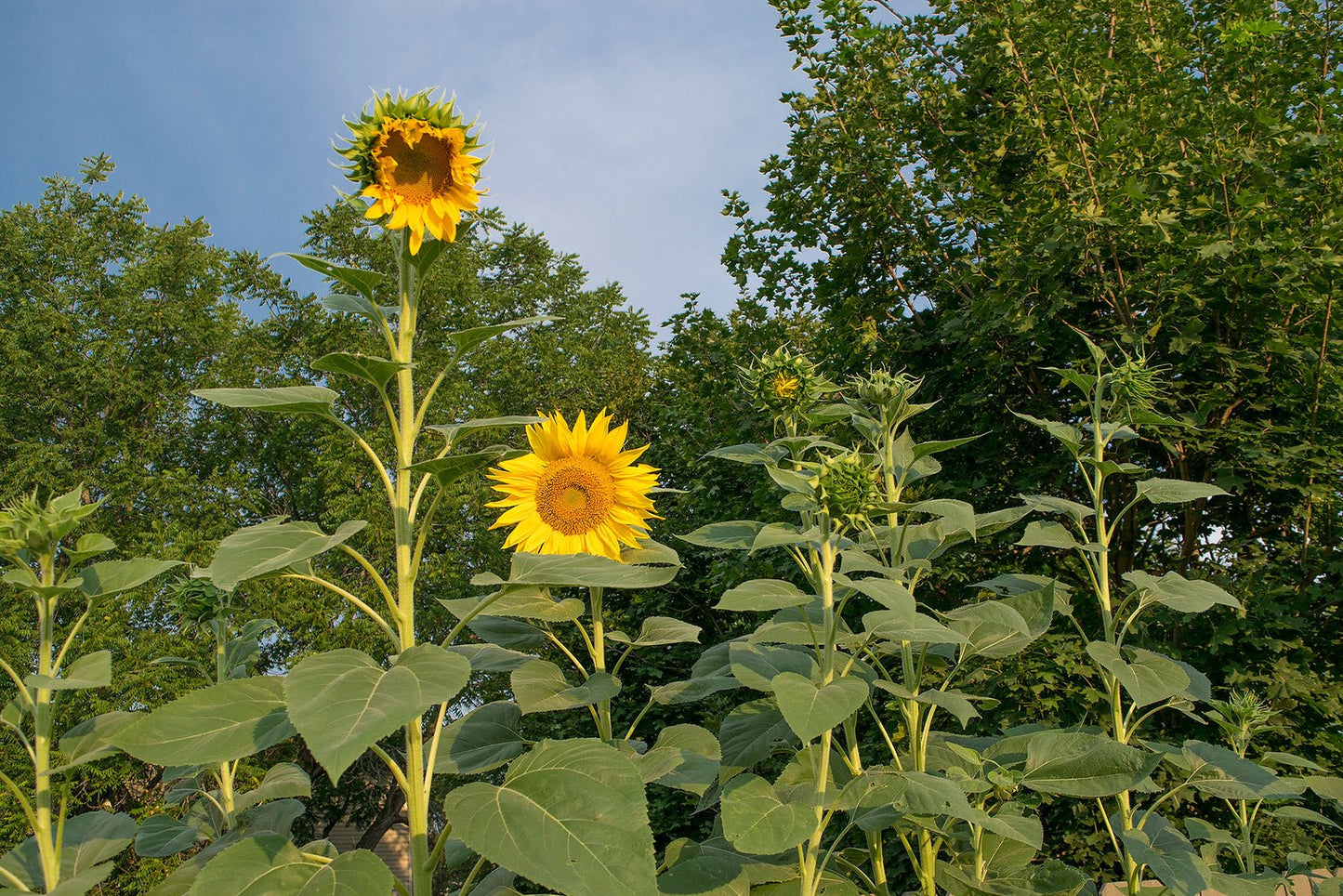 Mammoth Sunflower - Organic - Greta's Family Gardens