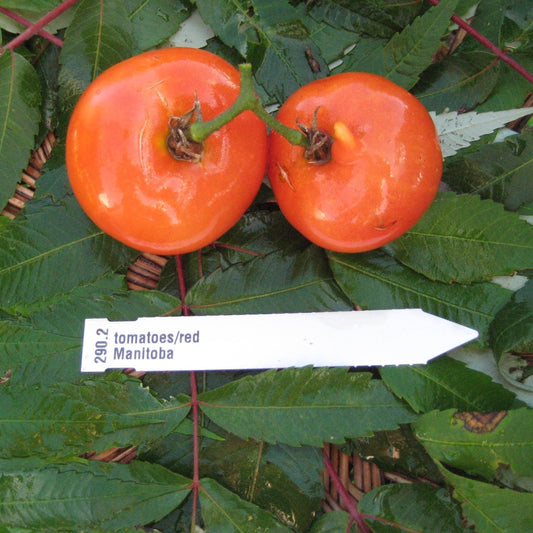 Manitoba Tomato - Organic - Greta's Family Gardens